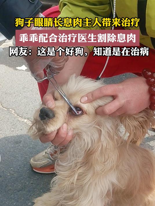 狗子眼睛长息肉主人带来治疗,乖乖配合治疗医生割除息肉