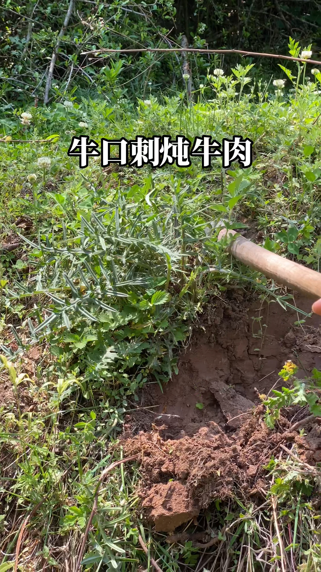 炖肉最香的野菜就是这个全身都是刺的家伙!