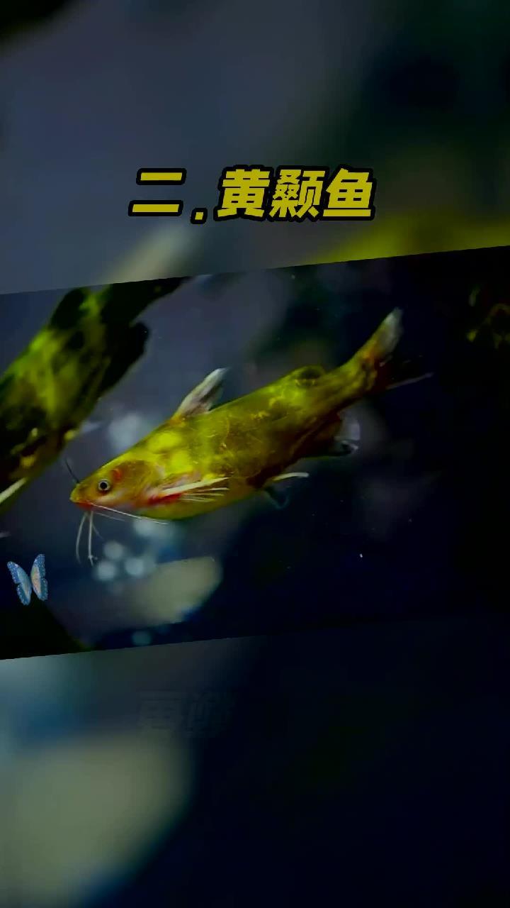 你不会还没用过伊豆鱼钩吧!