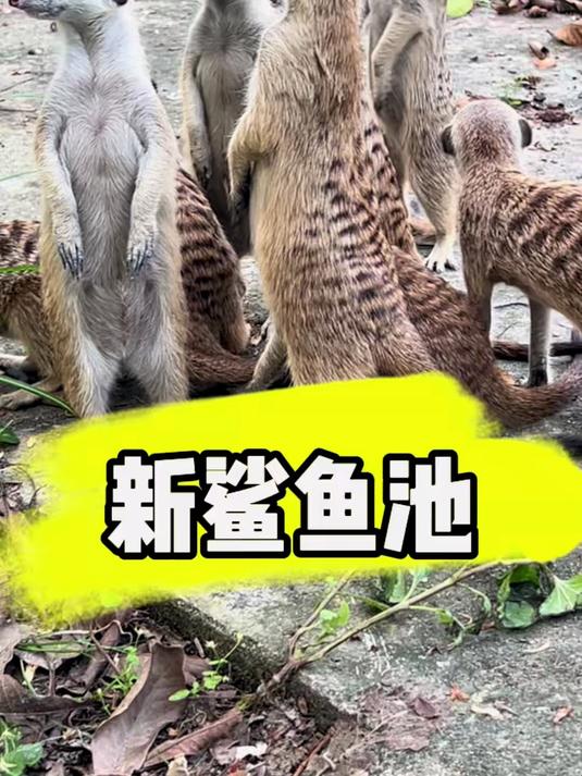 鲨鱼山庄新鲨鱼池,还是蒙古包保温