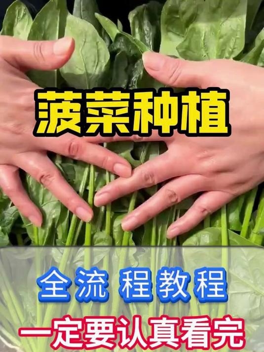 菠菜种子全教程
