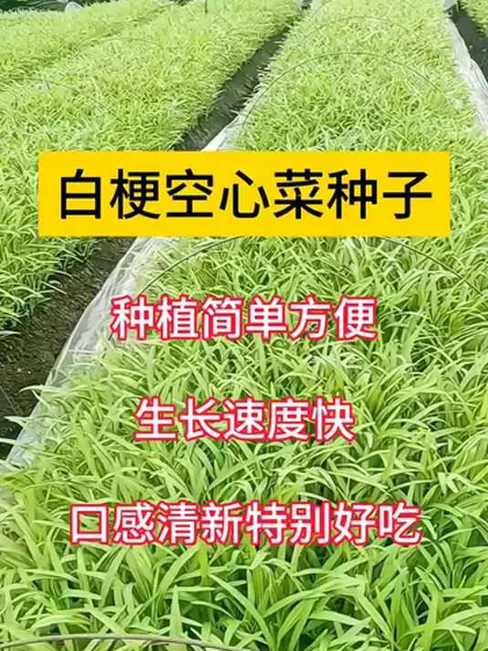 白梗柳叶空心菜种植秘籍:阳台小院轻松搞定