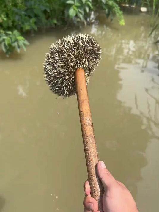 看一下今天又能抓到什么鱼