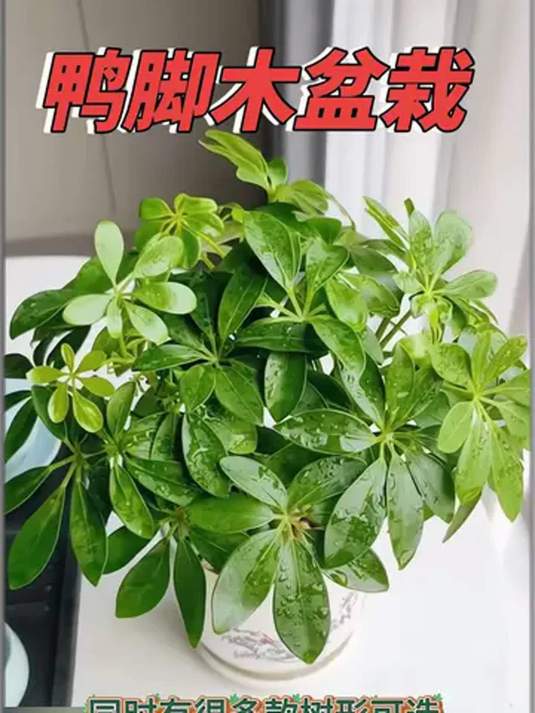 鸭脚木:常绿室内宝 净化空气妙 盆栽添好运
