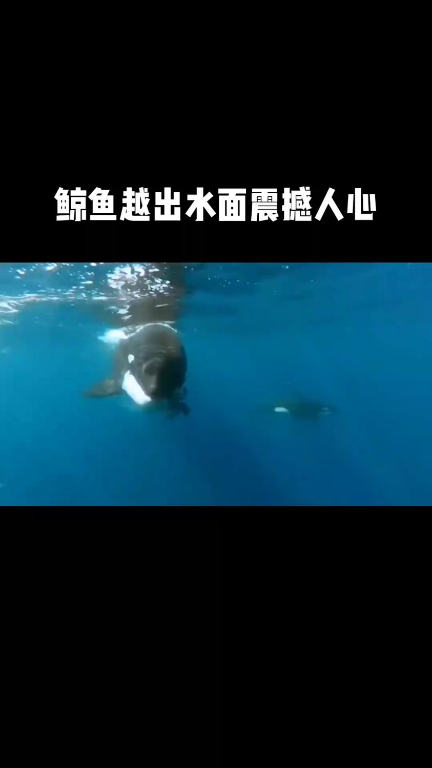 鲸鱼跃出水面震撼人心!