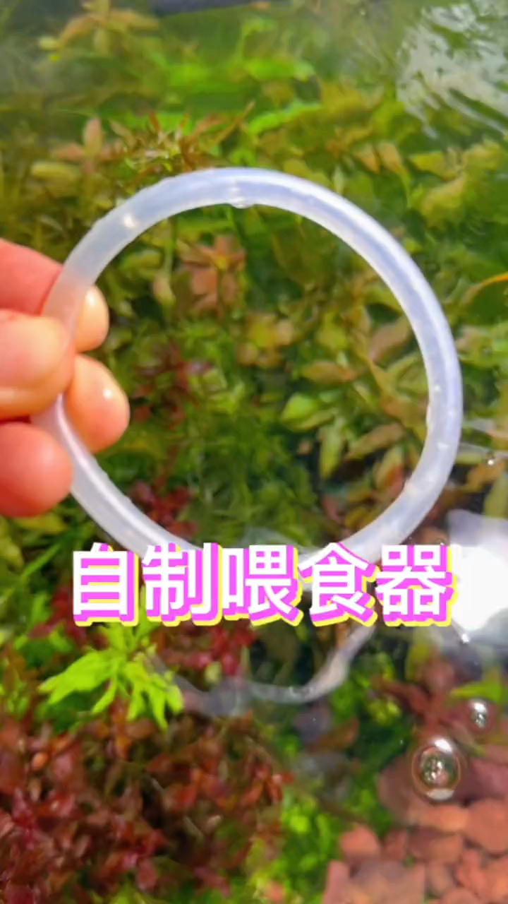 简单三步,教你做自制喂食器#水族#养鱼日记#鱼缸里的大自然