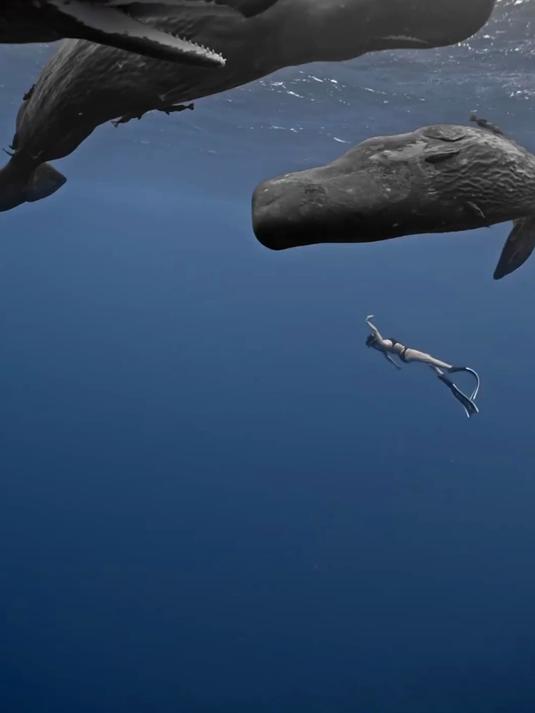 给大家分享9种鲸，你都认识哪几种呀？