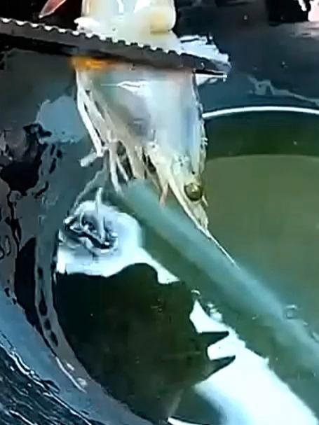 鲜虾汤的做法
