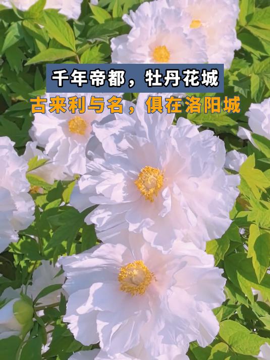 千年帝都,牡丹花城,古来利与名,俱在洛阳城