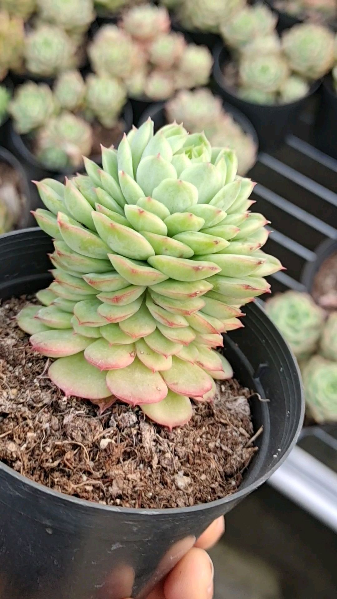 穿裙子的酸橙辣椒你们喜欢吗?