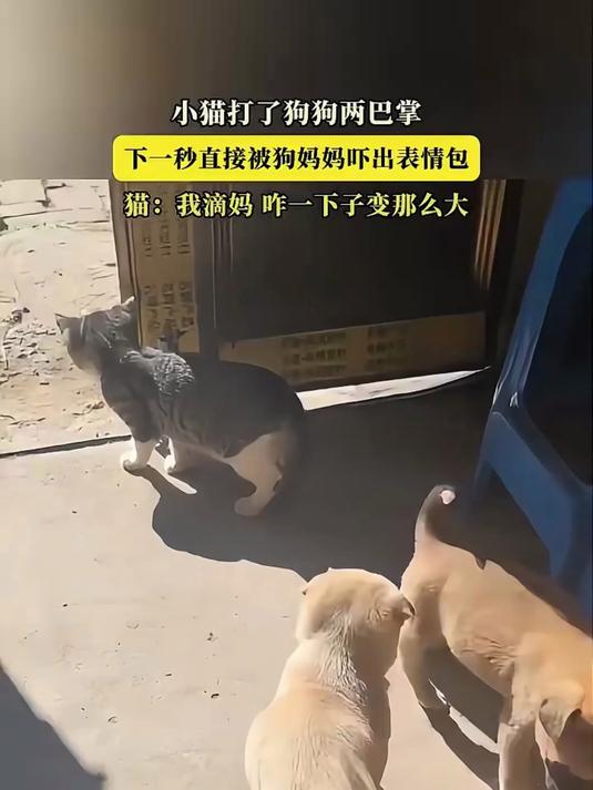 小猫打了狗狗两巴掌，下1秒直接被狗妈妈吓出表情包