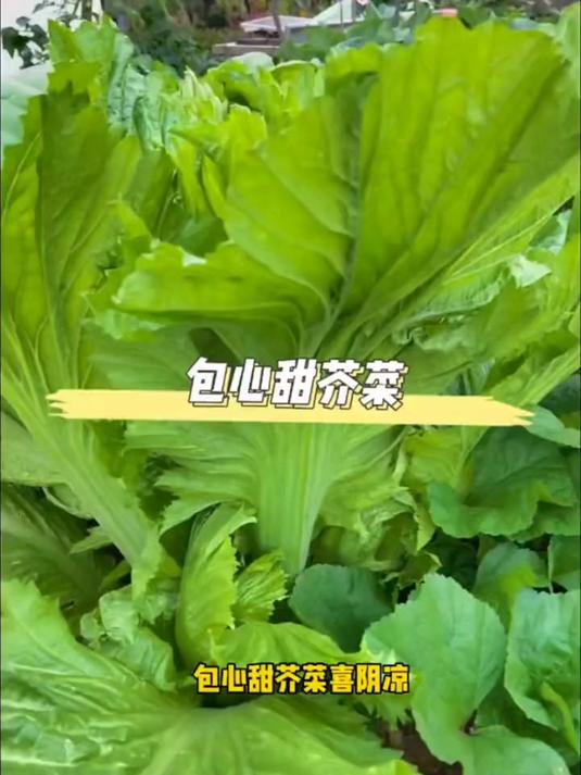 包心芥菜茎叶宽大，内叶包心，鲜嫩爽口，秋天种植