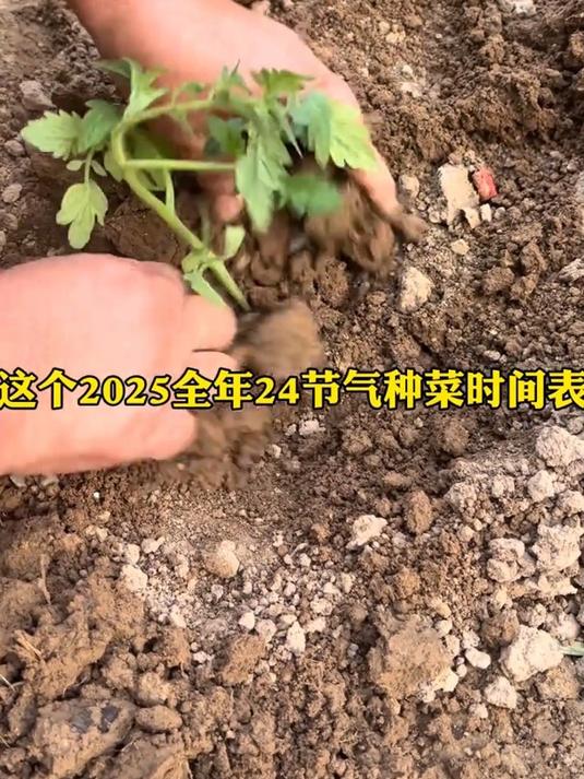 24节气种菜时间表,南北方都适用!