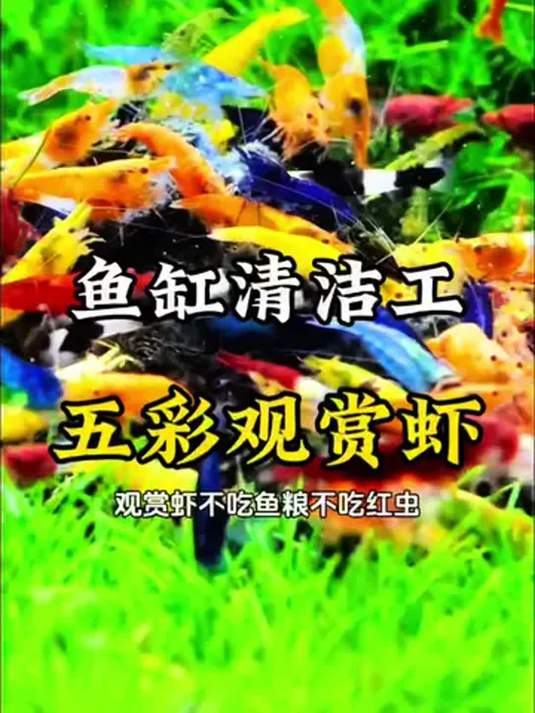 家里有鱼缸?养五彩观赏虾!清洁鱼缸还能生小虾