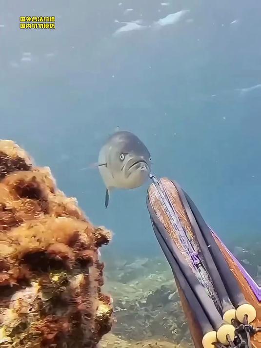 用鱼枪狩猎大鱼