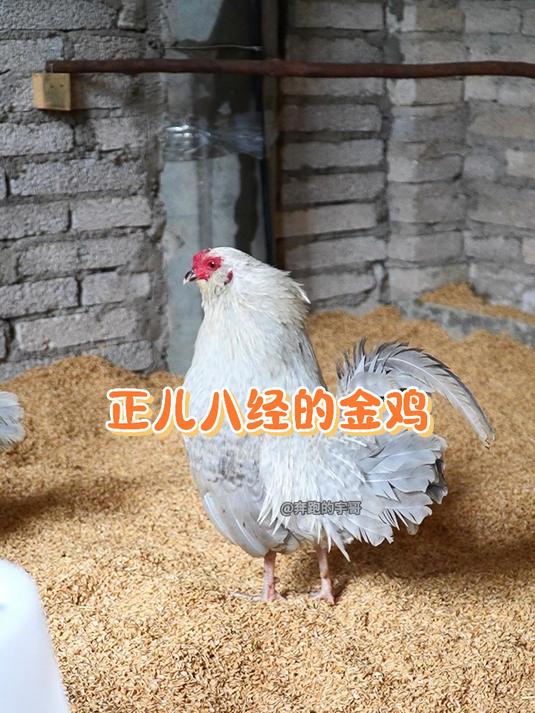 能下金蛋的鸡