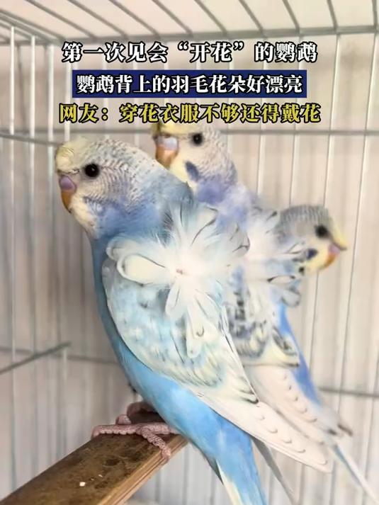 第一次见会“开花”的鹦鹉,鹦鹉背上的羽毛花朵好漂亮