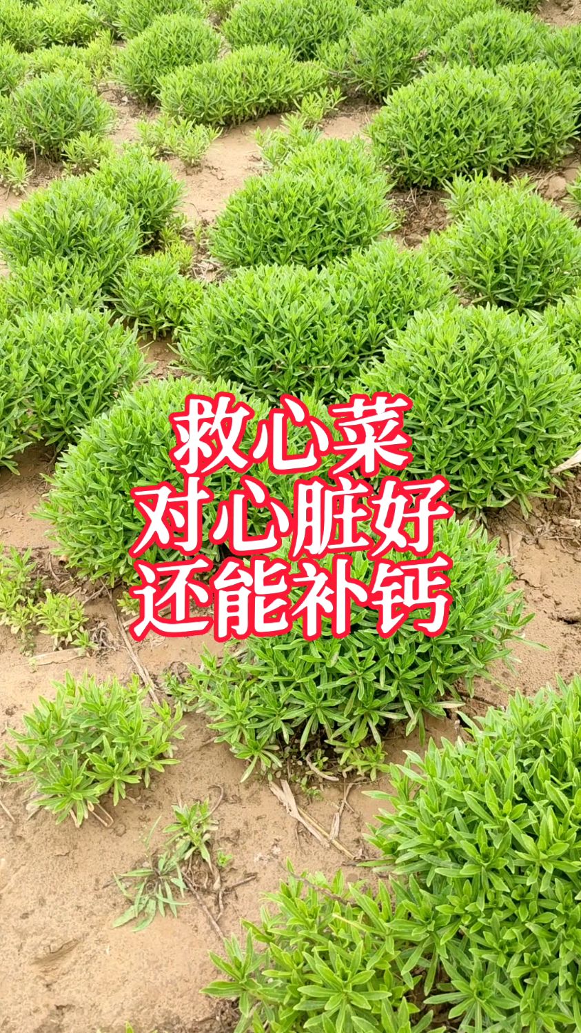 心脏不好?一定要种一盆救心菜,养心又补钙,阳台菜园都能种,种一次生长20年