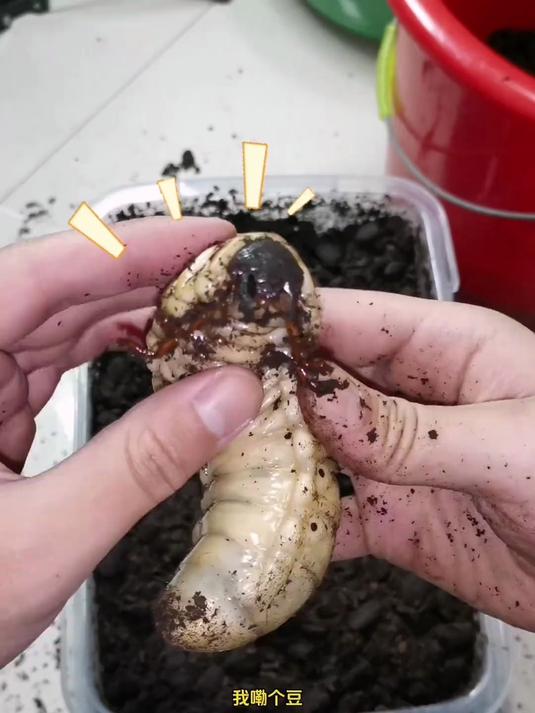 卧槽！这么大的白色肉虫你敢拿吗