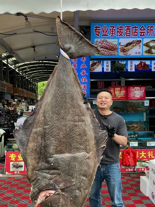 250斤超大比目鱼，像门板一样。挑战全网最大剁椒鱼头