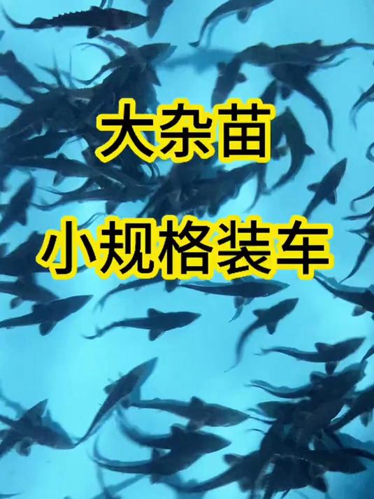 小规格大杂鲟鱼苗装车，状态好！
