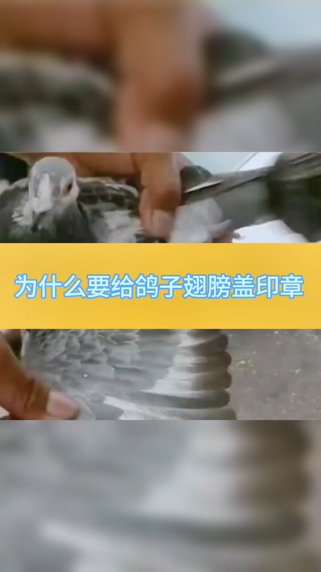 为什么要给鸽子翅膀盖印章?