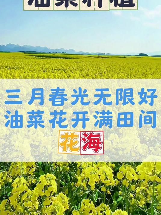 三月春光无限好,油菜花开满田间