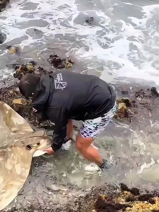 波涛汹涌的礁石上,男子居然发现了一条巨天的鳐鱼,被困在了上面