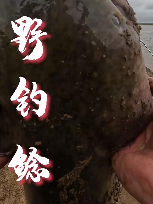 荒野守钓大鲶鱼 俄罗斯钓鱼 巨鲶