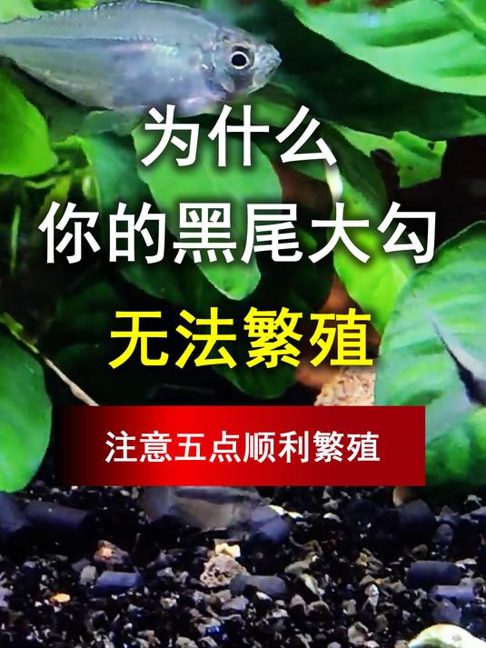 为什么你的黑尾大勾无法繁殖,注意五点你也会顺利繁殖,不是很难