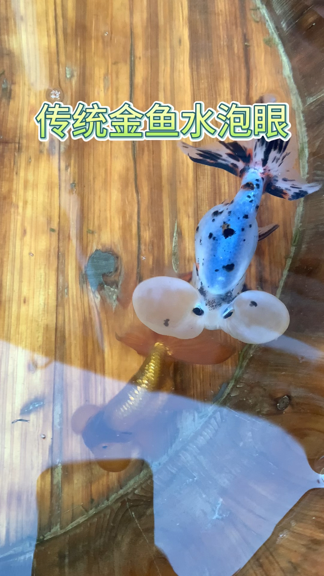 传统金鱼水泡眼