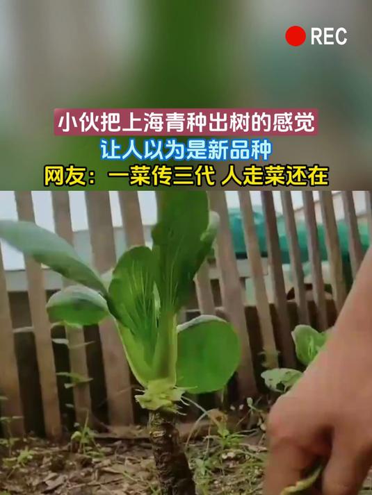 小伙把上海青种出树的感觉，让人以为是新品种，网友：一菜传三代 人走菜还在