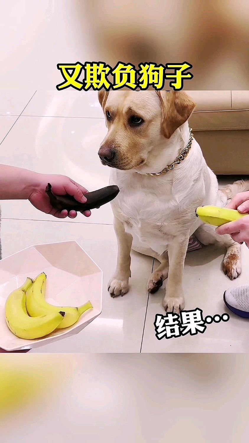 又欺负狗狗,最后那位疯了