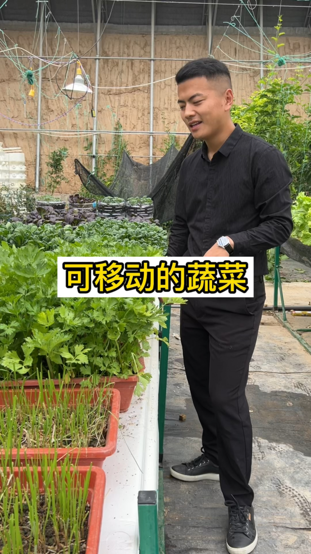 可移动的蔬菜