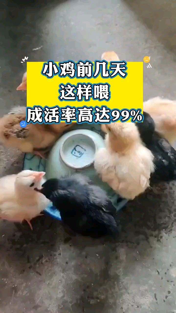 刚孵化出来的小鸡,怎么喂