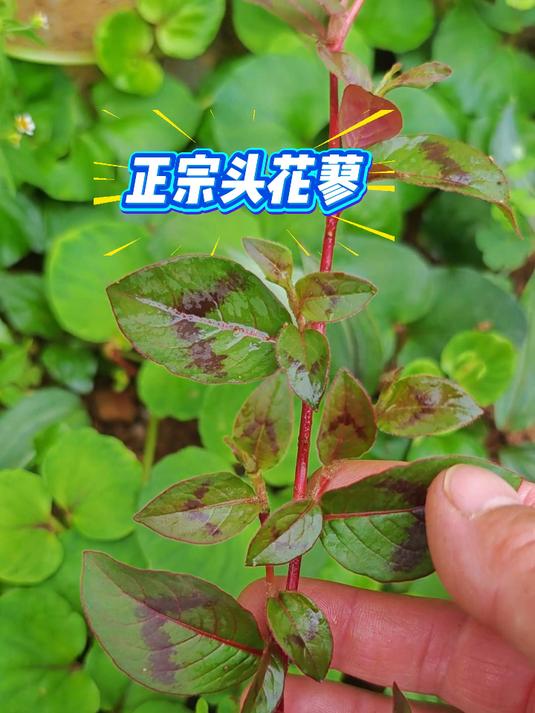 这是正宗的头花蓼,也有人叫它痔疮草,你认识了吗?