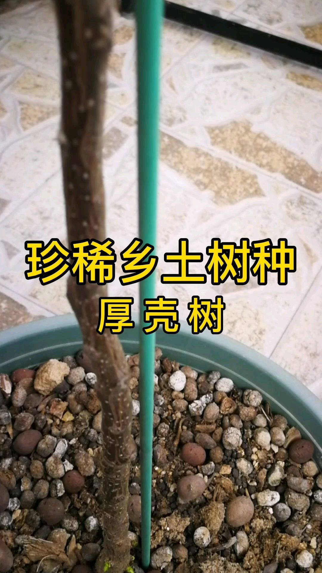 珍稀乡土树种,厚壳树