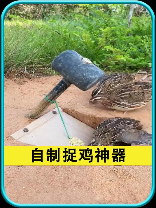 自制捉鸡神器