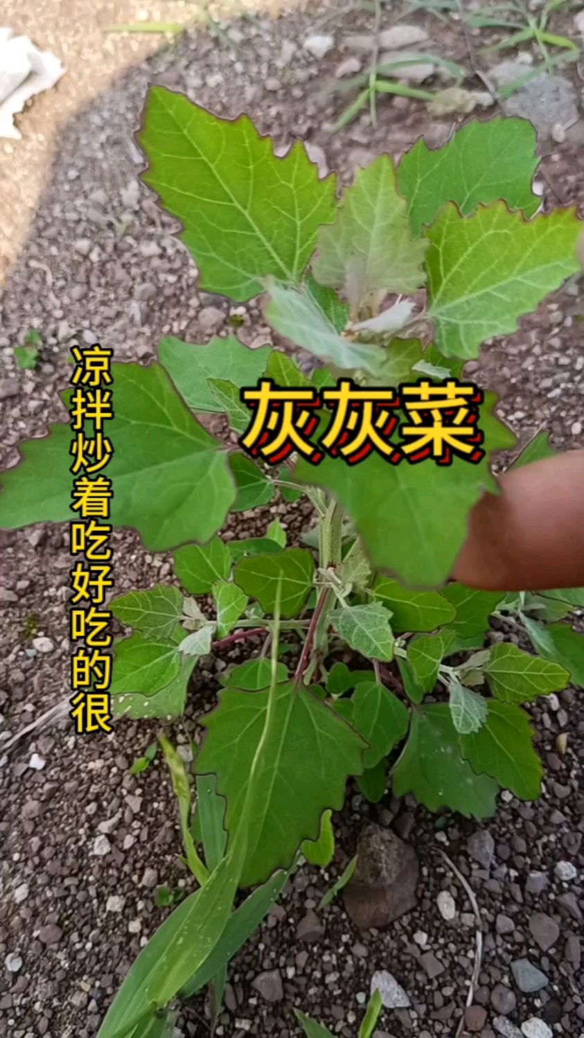 灰灰菜炒着吃凉拌特别好吃,你吃过吗?它还是清热降火的