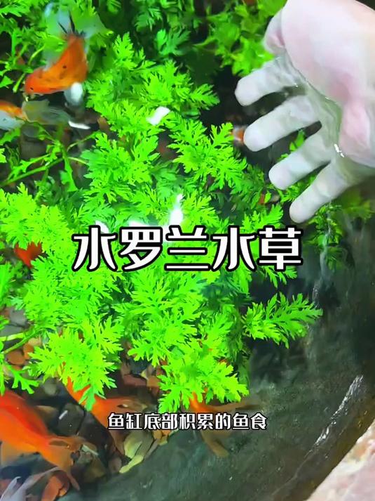 新手也能养的水草！水罗兰坨草太好活！#养鱼日记##新手养鱼##鱼缸造景#