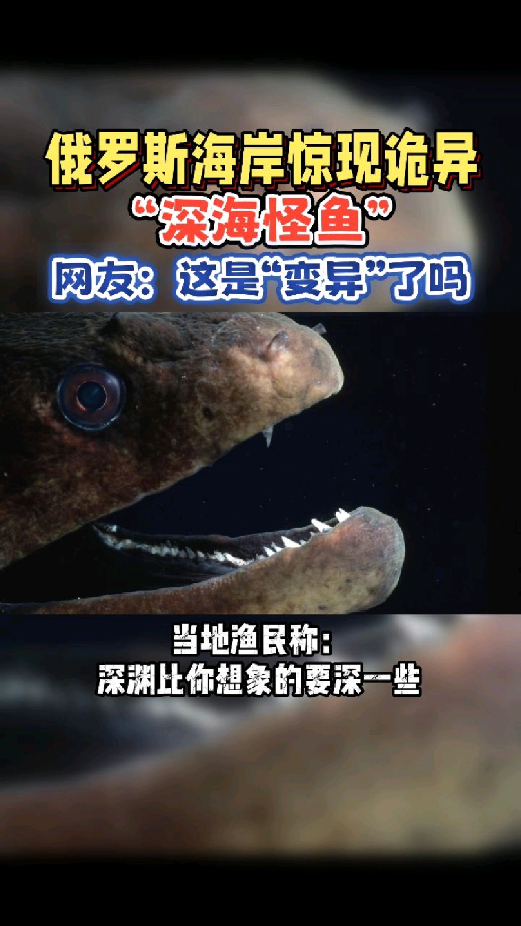 俄海岸惊现深海诡异怪鱼!满嘴尖牙像“外星生物”!疑似罕见狼鳗!