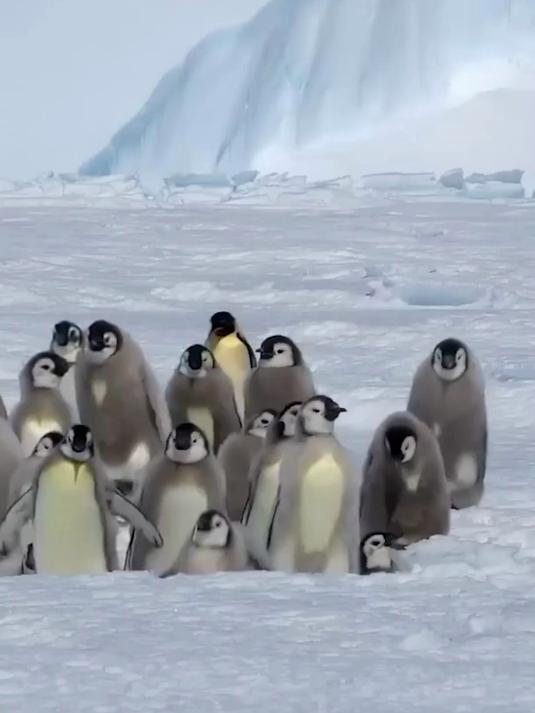 海燕围攻企鹅,害怕了