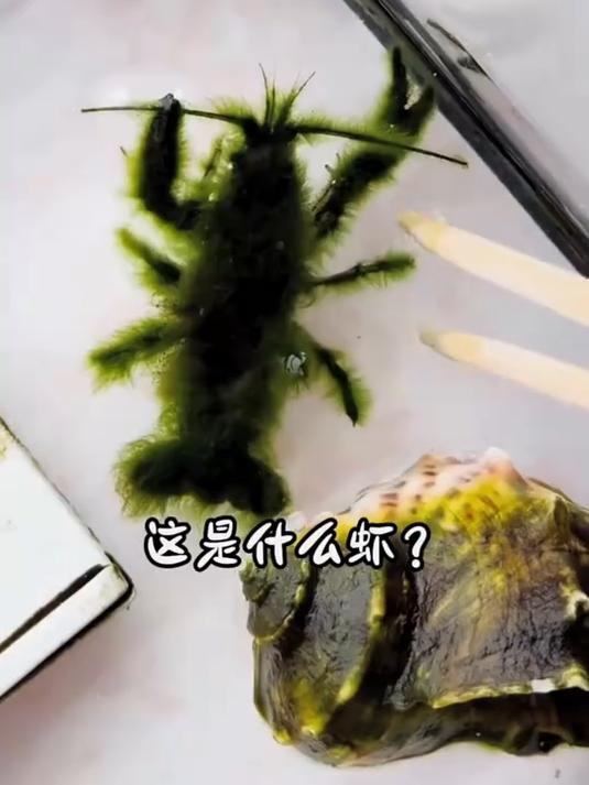 分享15种不同种类的虾，你都吃过哪几种？