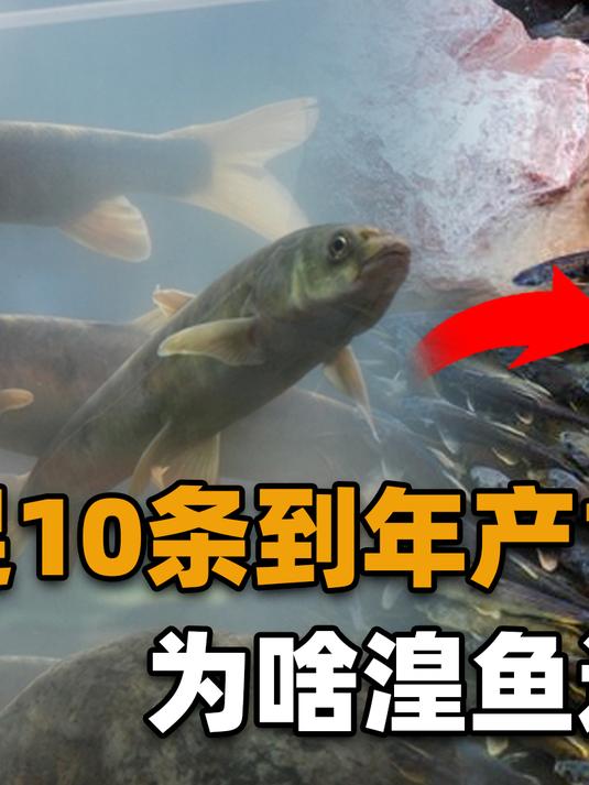 受保护20年,仍是牢底坐穿鱼!遍布青海湖的湟鱼有多贵重?