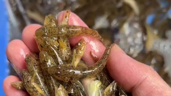 小溪里的小鱼小虾27日1