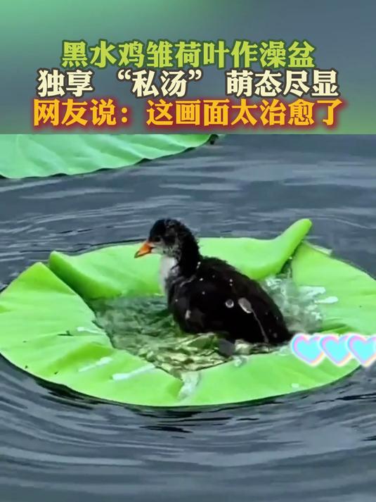 黑水鸡雏荷叶作澡盆 独享 “私汤” 萌态尽显 网友：画面太治愈了
