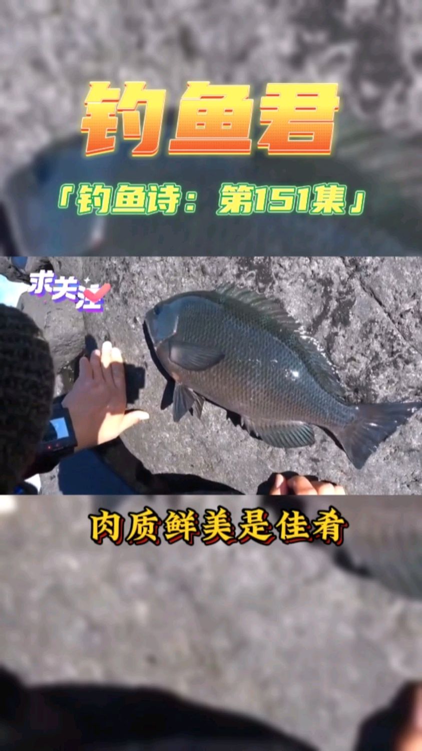 钓鱼君之钓鱼口诀:第151集(钓黑毛鱼)鱼类百科,钓过此鱼吗?