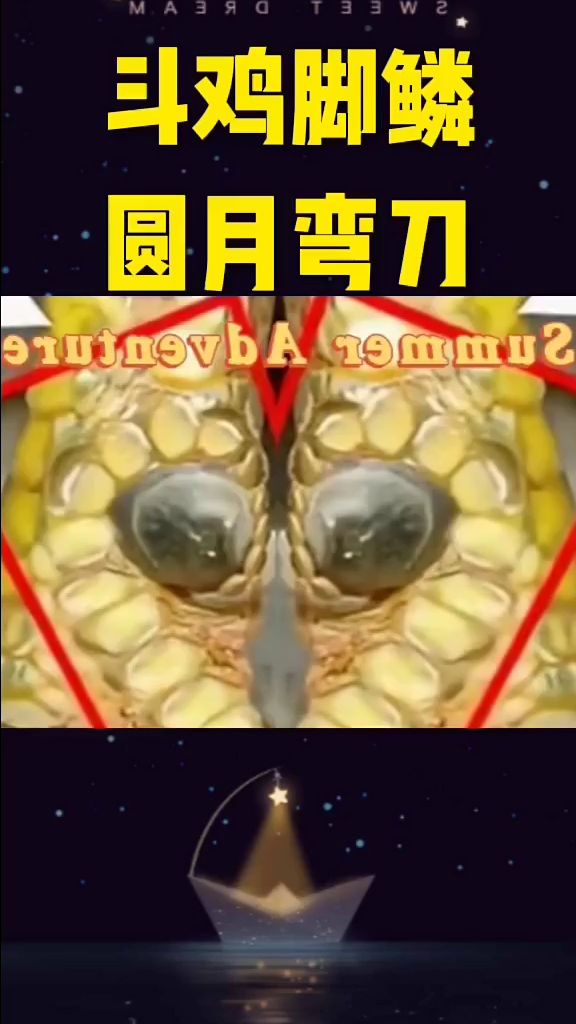 斗鸡脚林圆月弯刀