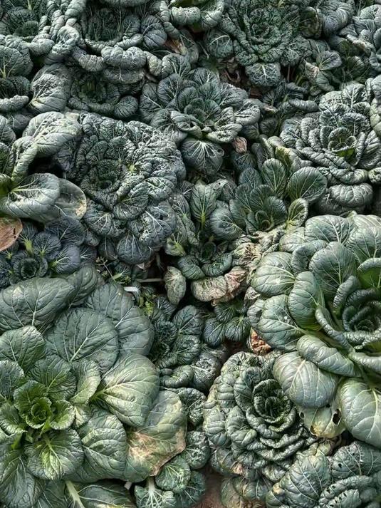 霜冻黑叶菜,越来越少了,喜欢吃别错过