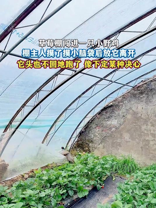 草莓棚闯进一只小野鸡,棚主人摸了摸小脑袋后放它离开,它头也不回地跑了 像下定某种决心